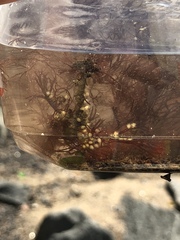 Gracilaria