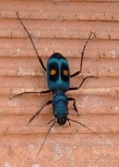 Pseudoxycheila bipustulata