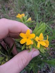 Lithospermum caroliniense