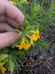 Lithospermum caroliniense