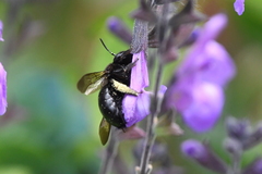Xylocopa tabaniformis orpifex