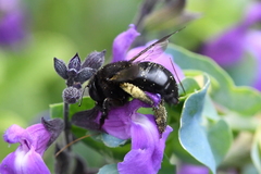 Xylocopa tabaniformis orpifex