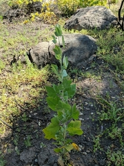 Malacothamnus fasciculatus nuttallii