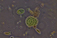 Phacus caudatus