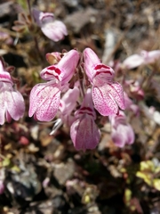 Collinsia tinctoria