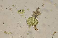 Phacus caudatus