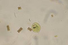 Phacus orbicularis