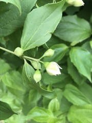 Philadelphus inodorus