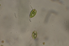 Phacus caudatus