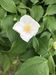 Philadelphus inodorus