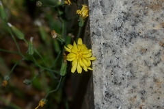 Ixeris chinensis