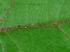 Pomaderris intermedia