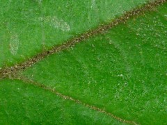 Pomaderris intermedia