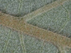 Pomaderris intermedia