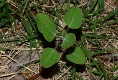 Chenopodium acuminatum