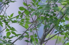 Phylloscopus proregulus