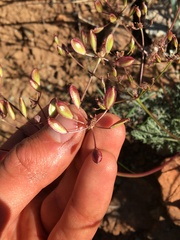 Lomatium congdonii