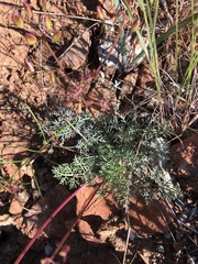 Lomatium congdonii