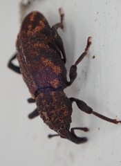 Steremnius carinatus