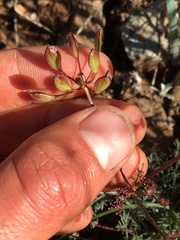 Lomatium congdonii