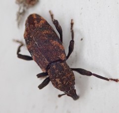 Steremnius carinatus