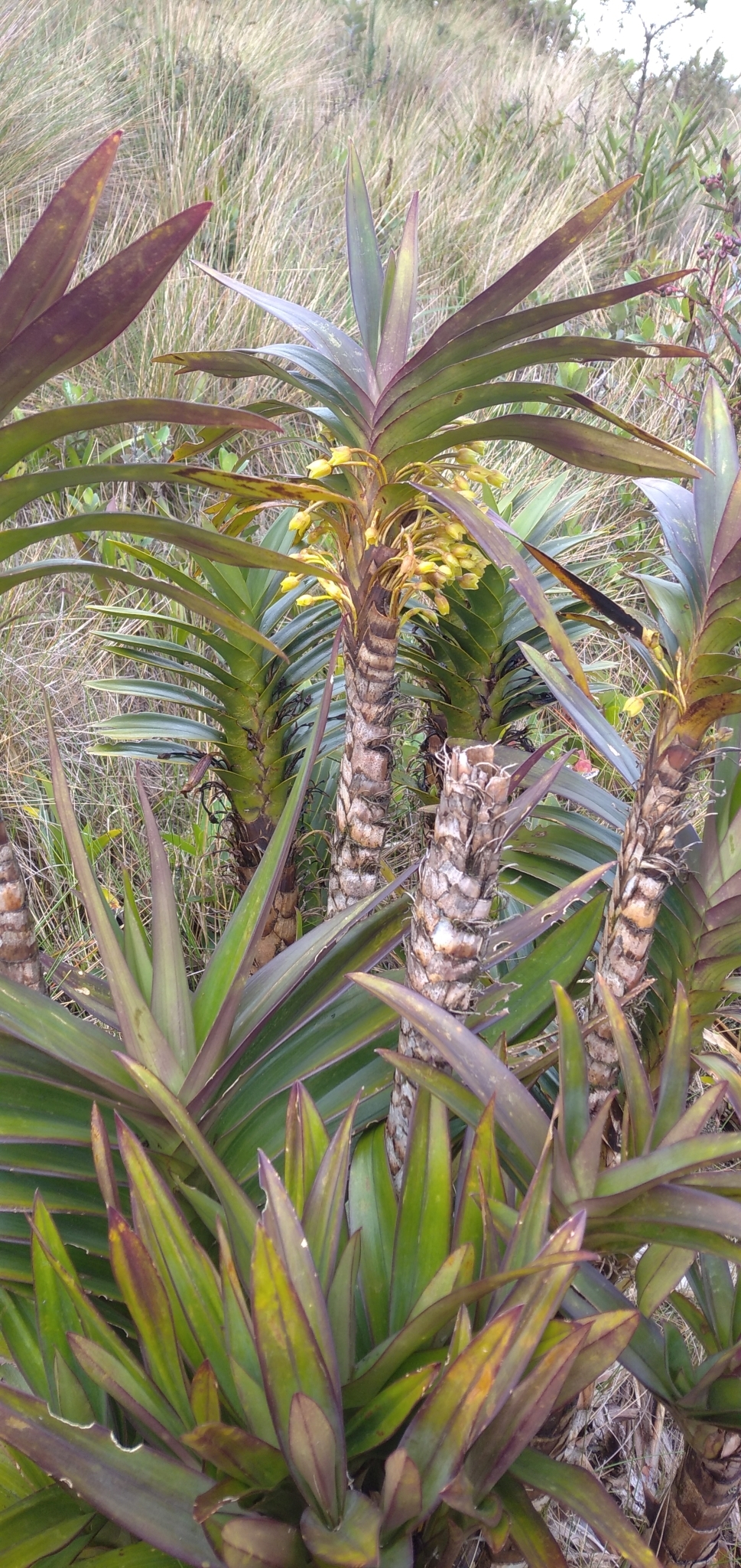 Maxillaria cordyline image