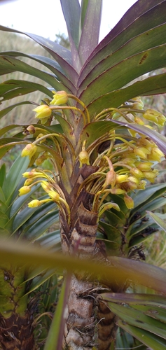 Maxillaria cordyline image