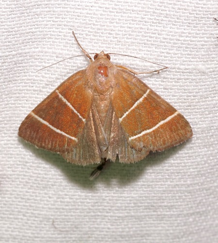 Four-lined Chocolate Moth photo 2