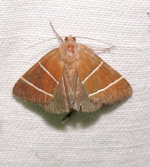 Argyrostrotis quadrifilaris