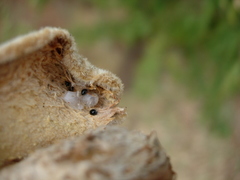 Stethorus gilvifrons