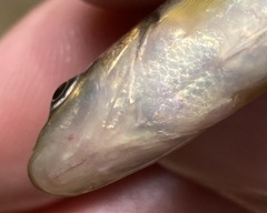 Nocomis leptocephalus