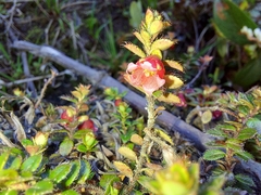 Gaultheria trichophylla