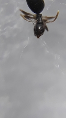 Technomyrmex vitiensis