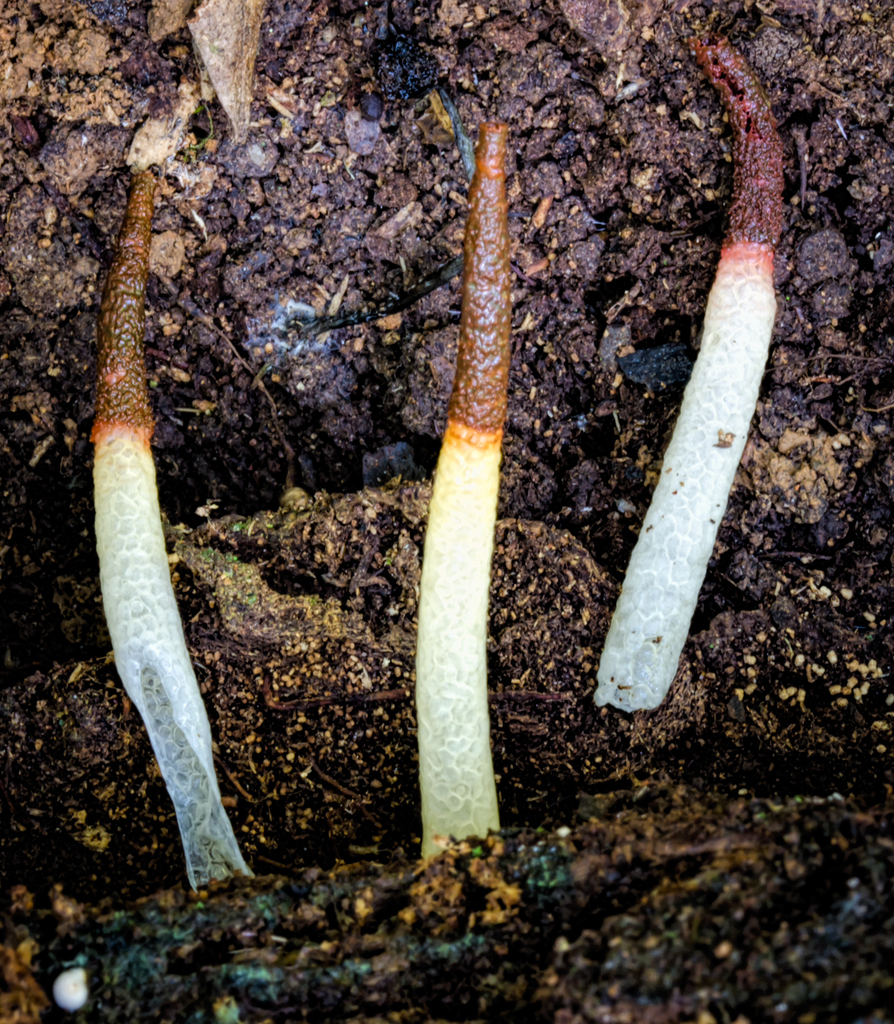 Mutinus boninensis