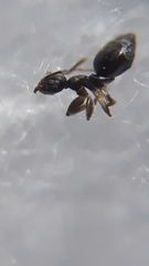 Technomyrmex vitiensis