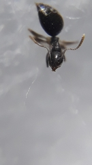 Technomyrmex vitiensis
