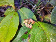 Gaultheria discolor