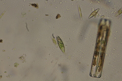 Euglena viridis