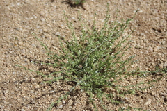 Pectocarya heterocarpa