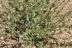 Pectocarya heterocarpa