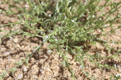 Pectocarya heterocarpa