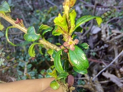 Ilex intricata