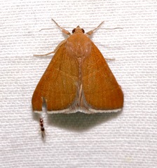 Argyrostrotis quadrifilaris