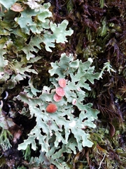 Pseudocyphellaria homoeophylla