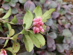 Vaccinium sikkimense