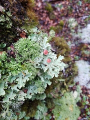 Pseudocyphellaria homoeophylla