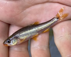 Notropis chiliticus