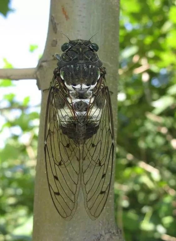 Robust Cicada by Luxirty · iNaturalist