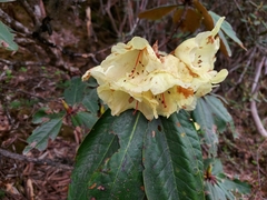 Rhododendron wightii