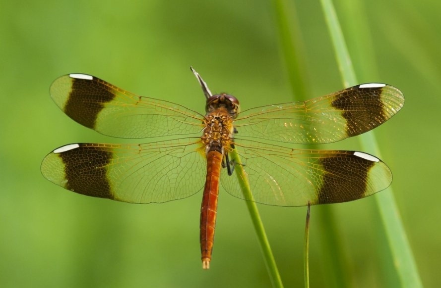Banded Darter by Luxirty · iNaturalist